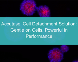 Accutase Cell Detachment Solution: Gentle on Cells, Powerful in Performance - cover
